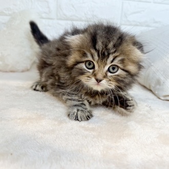 東京都のスコティッシュフォールド (犬の家＆猫の里新宿店/2025年12月2日生まれ/男の子/ブラウンタビー)の子猫の2枚目の画像