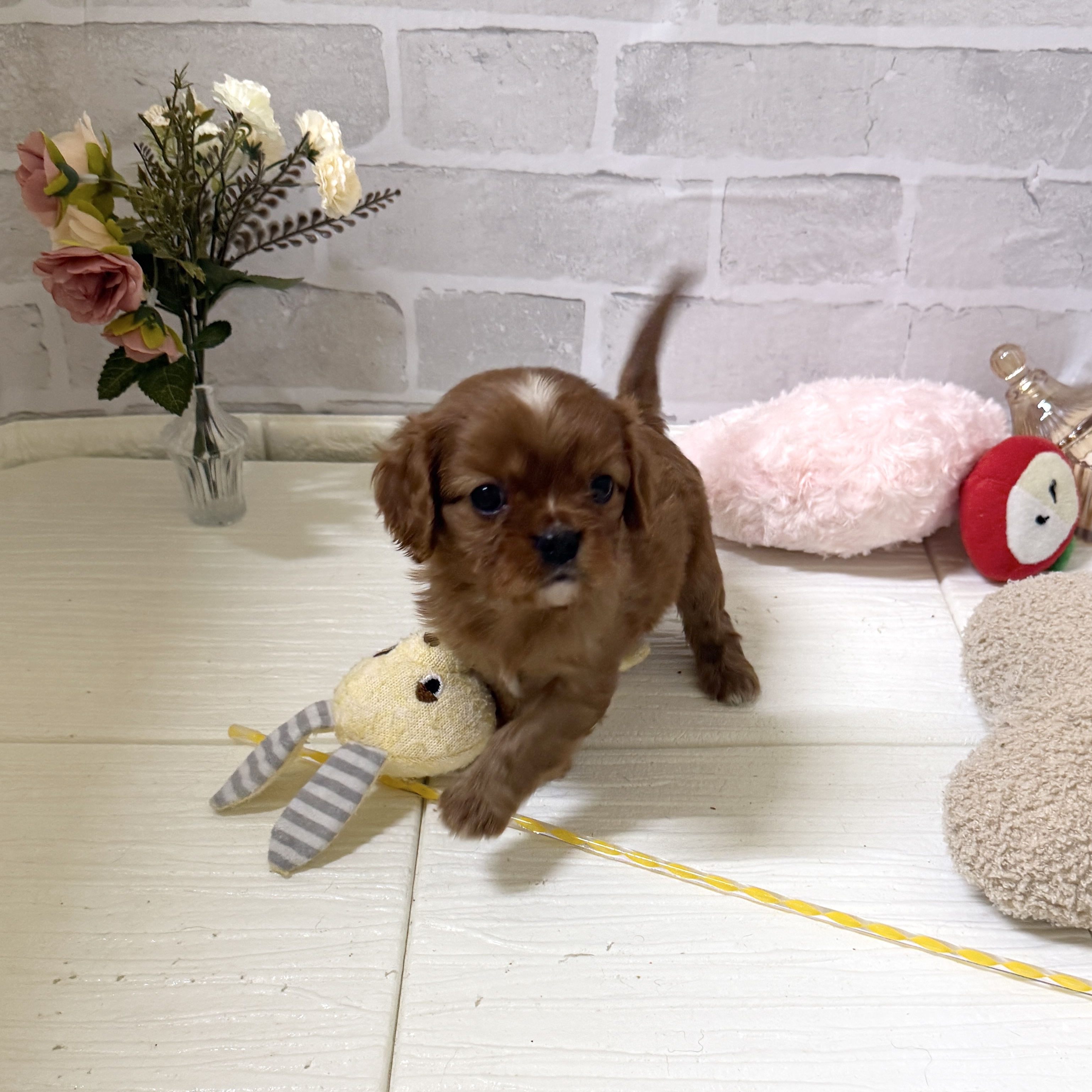 愛知県のキャバリアキングチャールズスパニエル (犬の家＆猫の里岡崎店/2025年12月1日生まれ/男の子/ルビー)の子犬の2枚目の画像