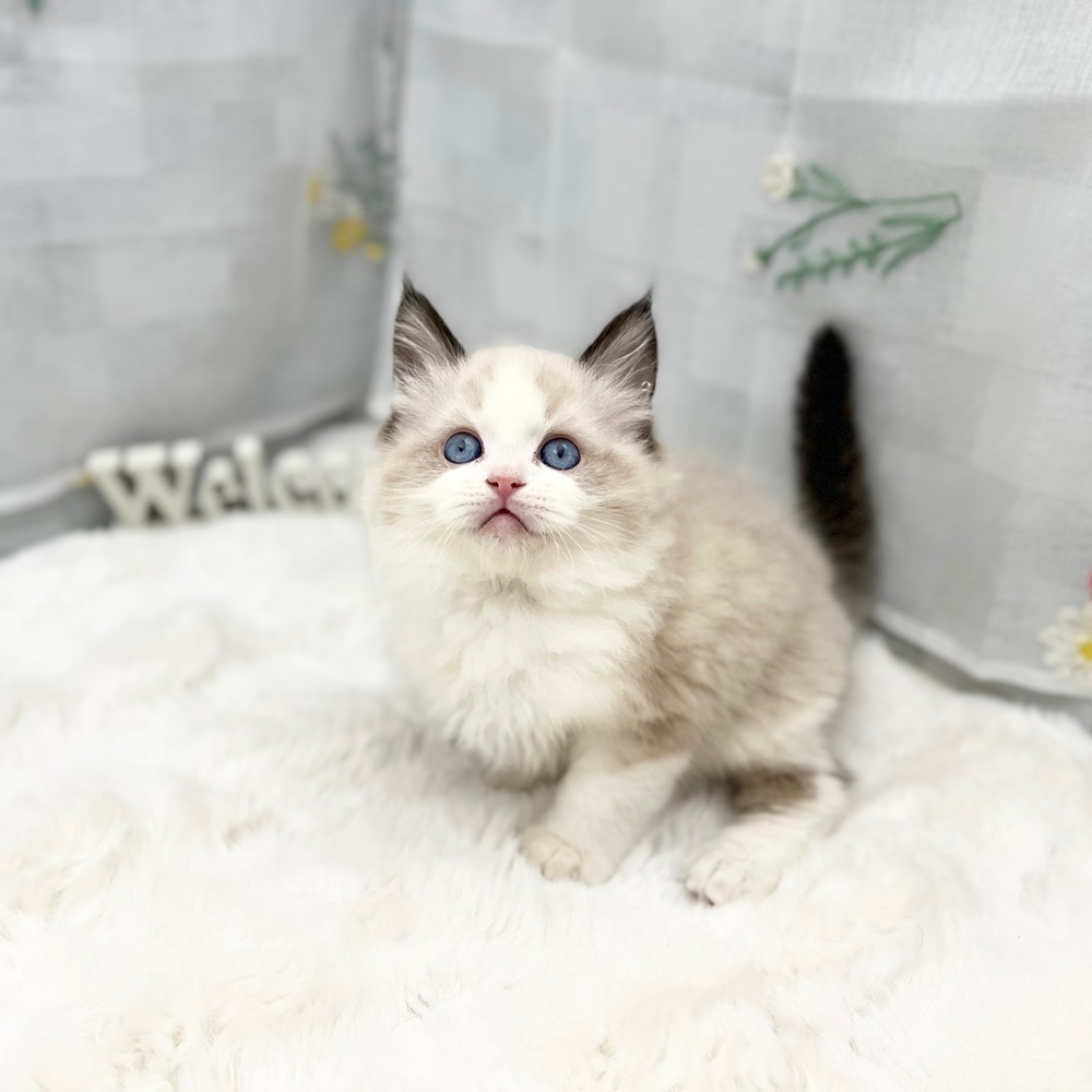 静岡県のラグドール (犬の家＆猫の里MEGAドン・キホーテ袋井店/2025年11月30日生まれ/男の子/シールポイントバイカラー)の子猫の2枚目の画像