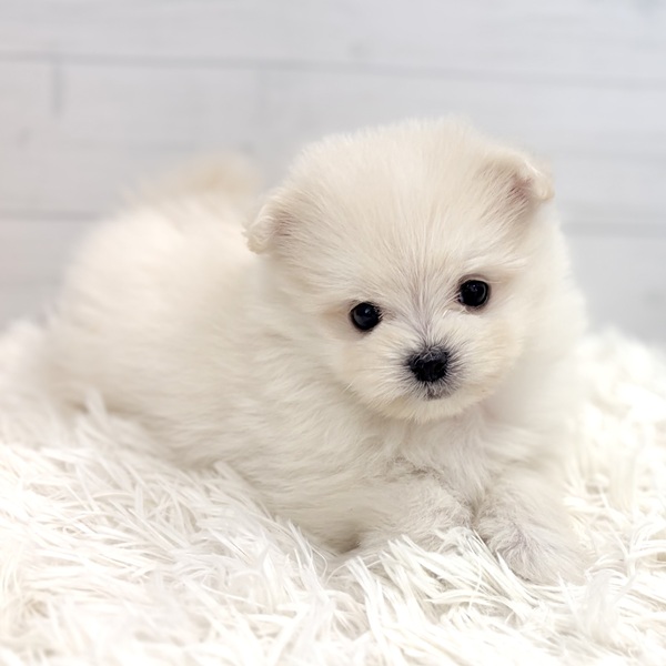 愛知県のポメマル/マルポメ(ポメラニアン×マルチーズ) (犬の家＆猫の里豊田店/2025年11月30日生まれ/男の子/クリーム)の子犬の2枚目の画像