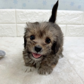 ハーフ犬女の子の写真