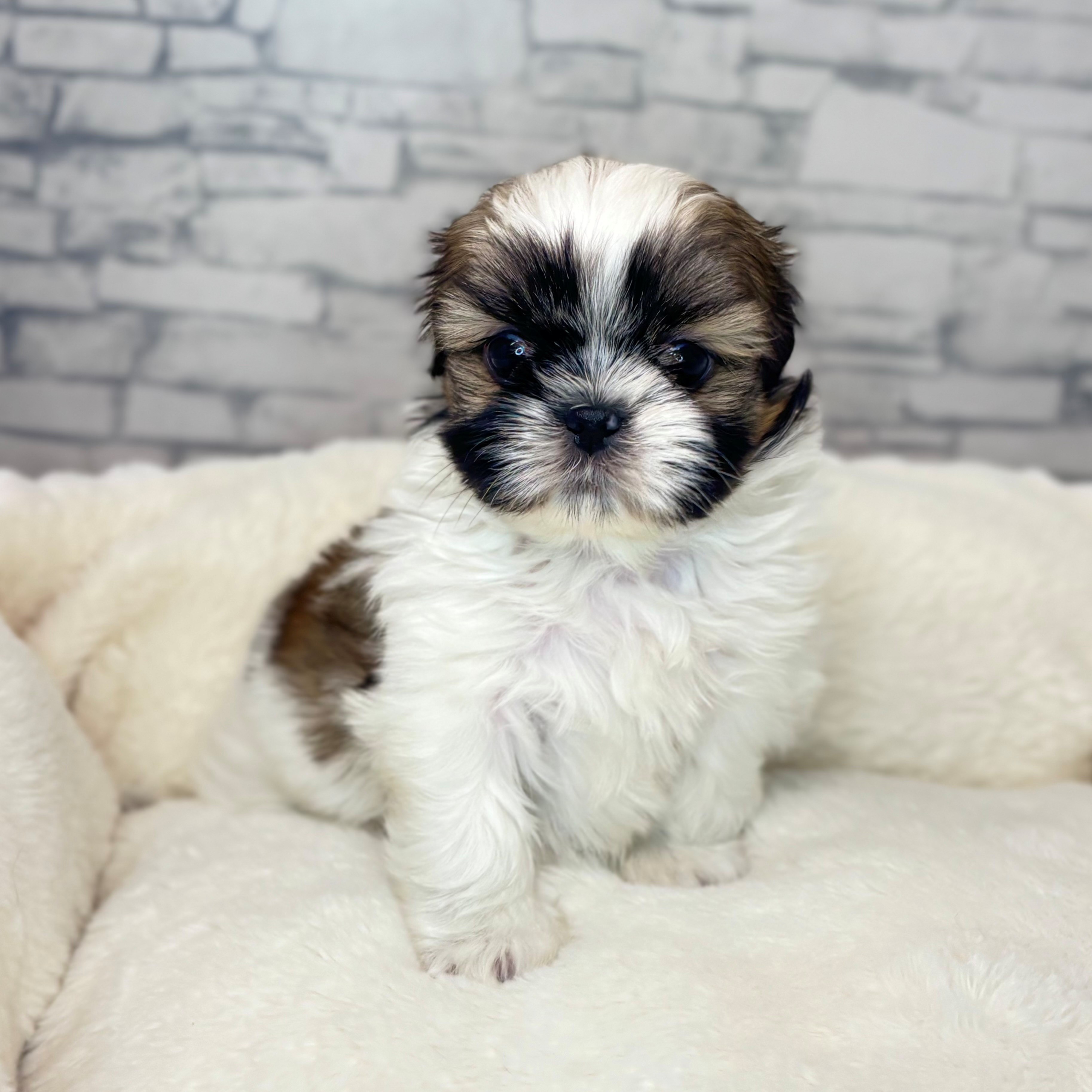 長野県のシーズー (犬の家＆猫の里長野店/2025年12月2日生まれ/女の子/ホワイトゴールド)の子犬の2枚目の画像