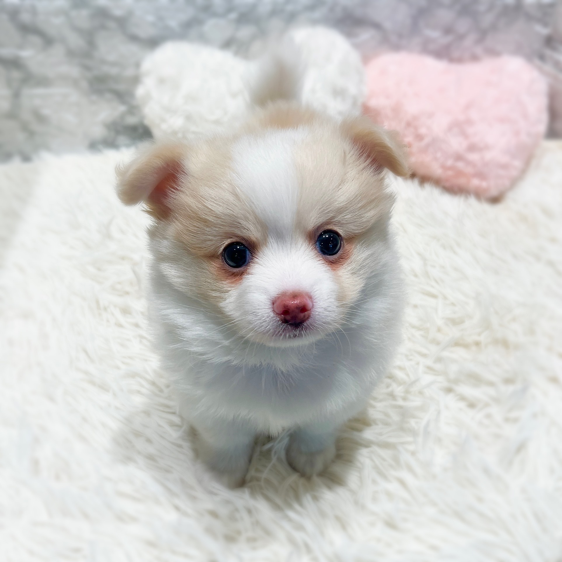 ハーフ犬男の子の写真