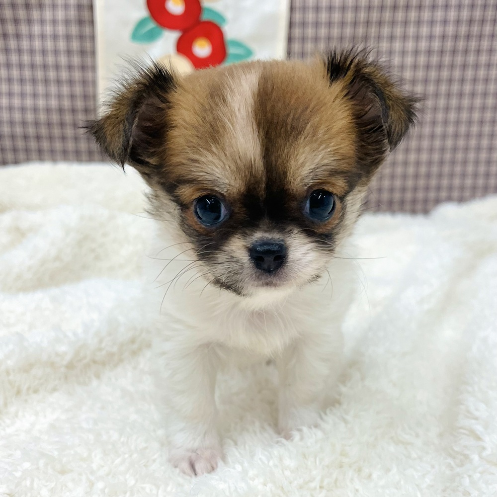 チワワ（ロング）女の子の写真