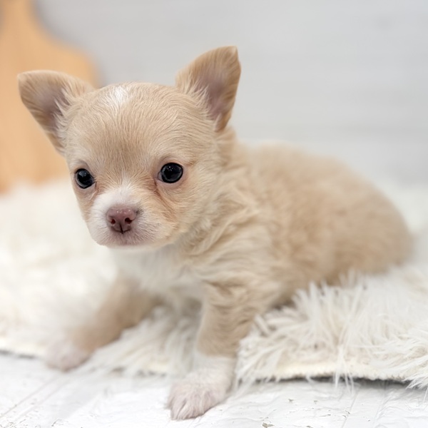 愛知県のチワワ(ロング) (犬の家＆猫の里豊田店/2025年12月2日生まれ/女の子/クリームホワイト)の子犬の2枚目の画像