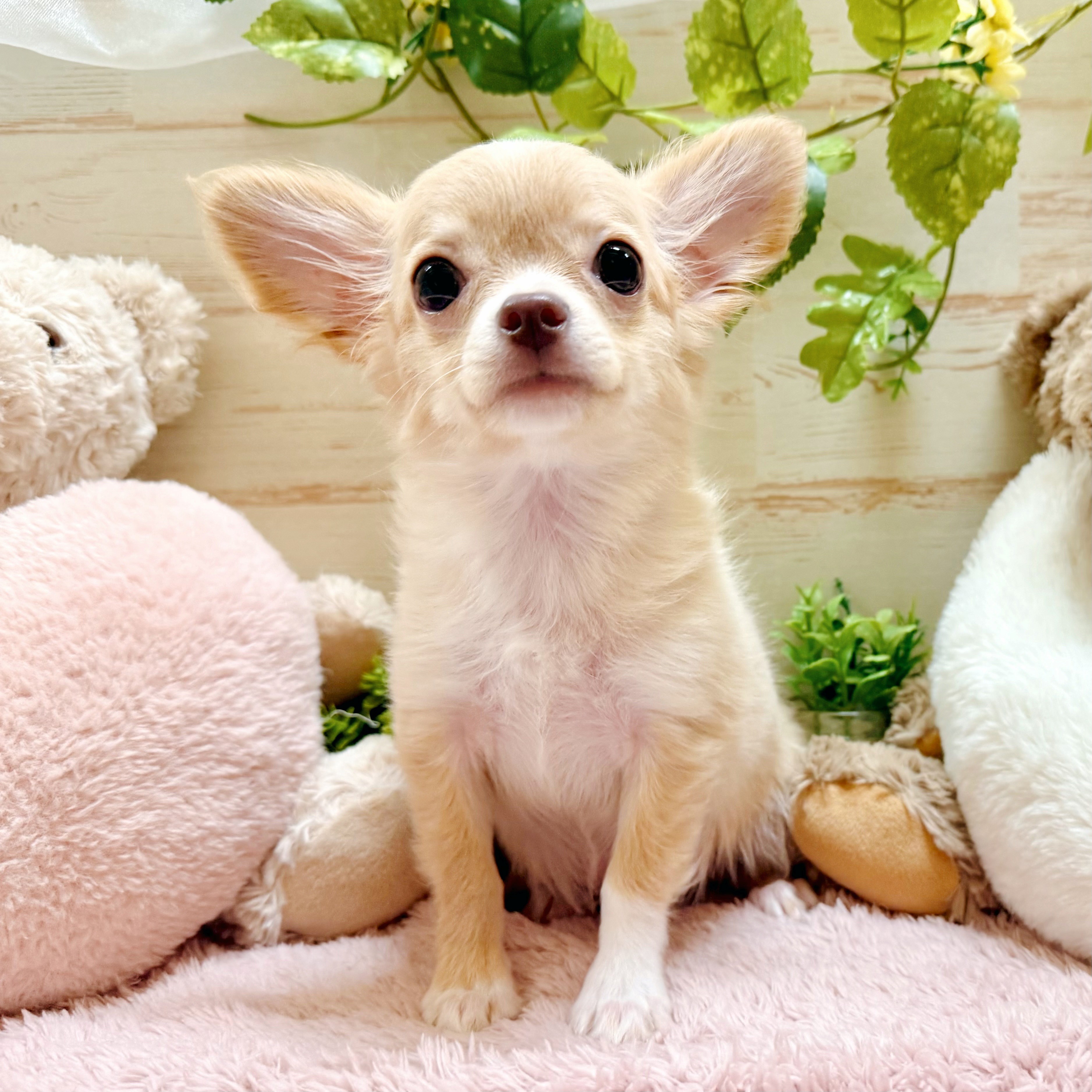 兵庫県のチワワ(ロング) (犬の家＆猫の里神戸店/2025年12月2日生まれ/女の子/クリームホワイト)の子犬の1枚目の画像