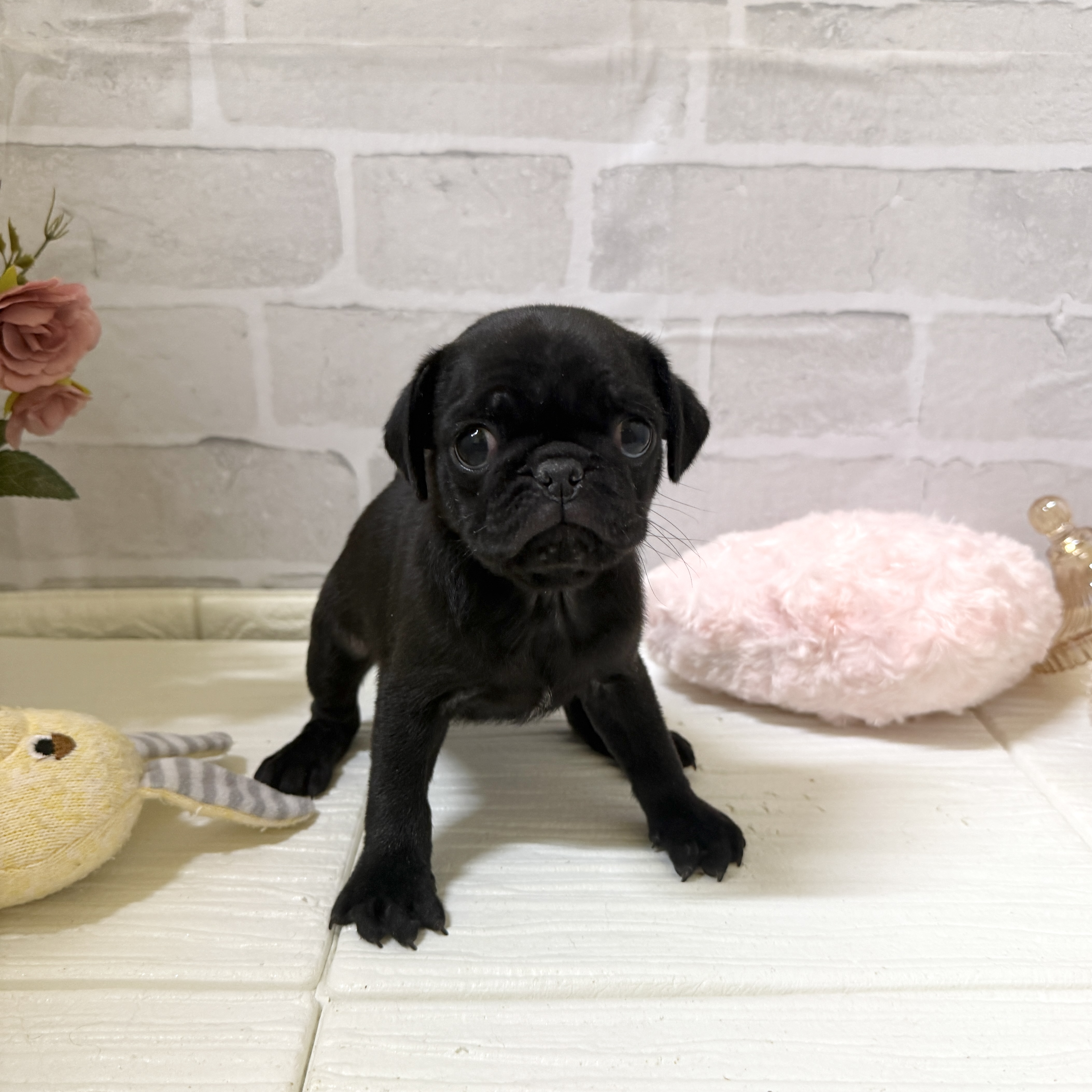 パグ男の子の写真