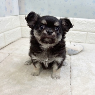 静岡県のチワワ(ロング) (犬の家＆猫の里マークイズ静岡店/2025年12月2日生まれ/男の子/ブラッククリームホワイト)の子犬の2枚目の画像