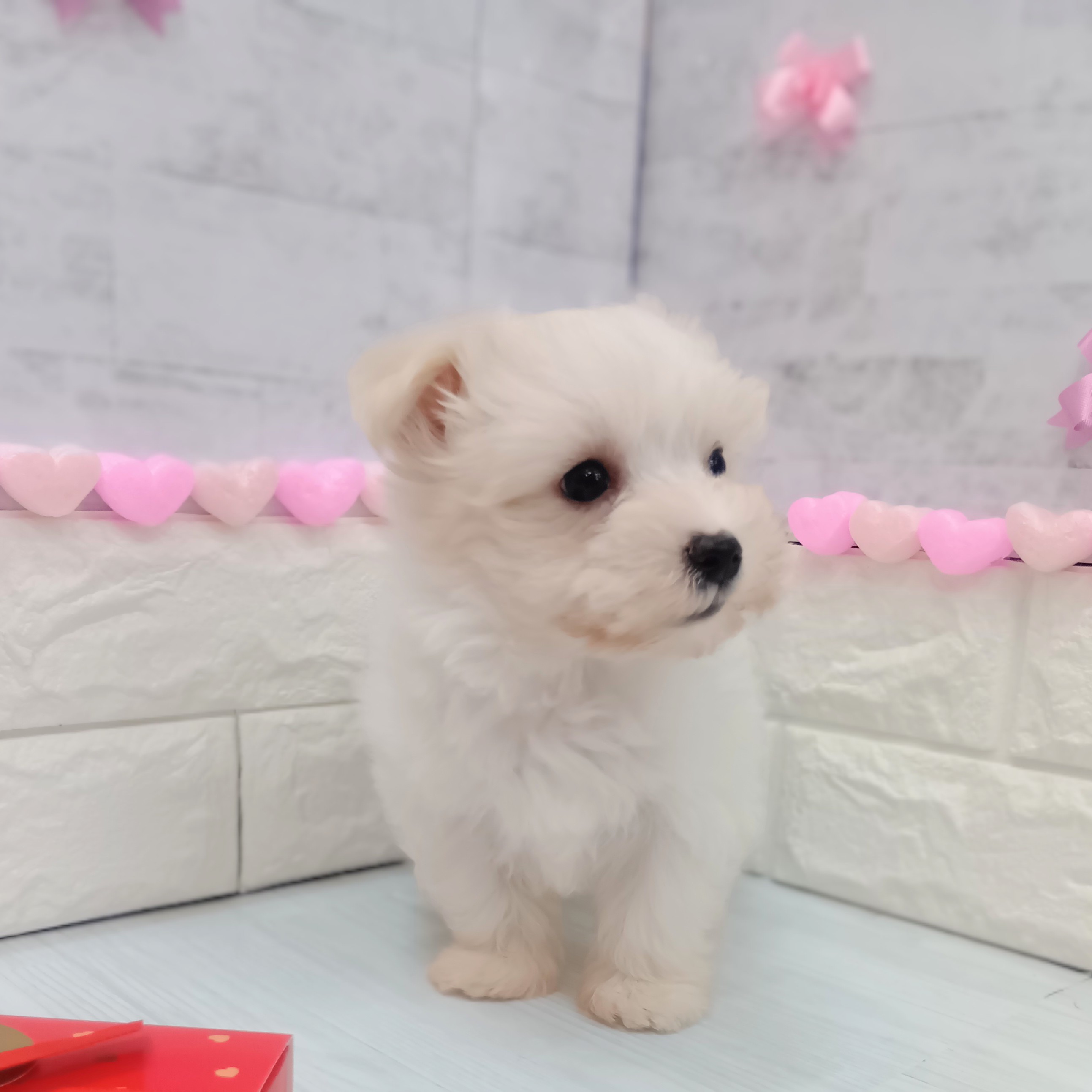 静岡県のマルチーズ (犬の家＆猫の里プレ葉ウォーク浜北店/2025年12月2日生まれ/男の子/ホワイト)の子犬の2枚目の画像