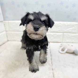 静岡県のミニチュアシュナウザー (犬の家＆猫の里マークイズ静岡店/2025年12月2日生まれ/男の子/ブラックシルバー)の子犬の2枚目の画像