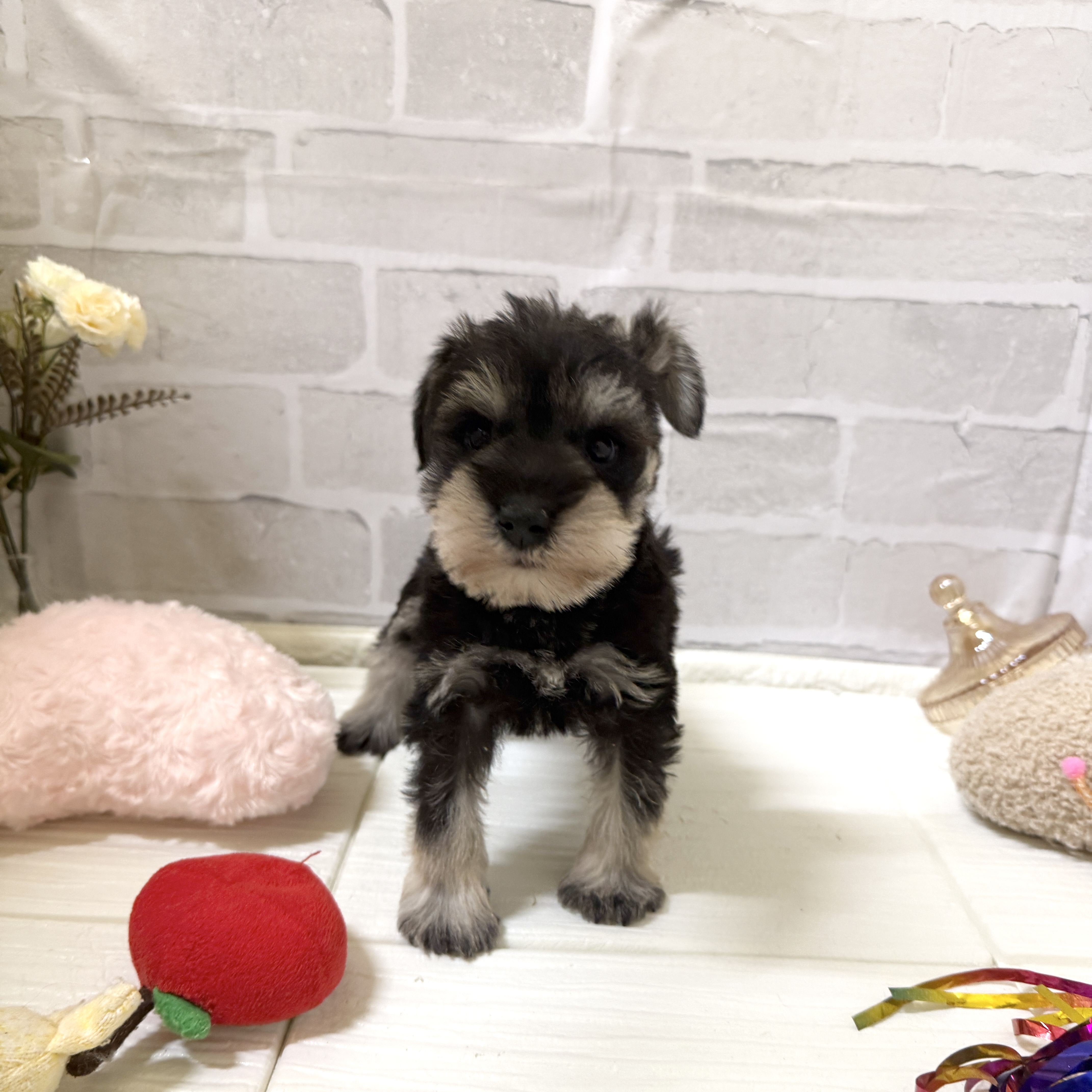 愛知県のミニチュアシュナウザー (犬の家＆猫の里岡崎店/2025年12月2日生まれ/男の子/ソルトペッパー)の子犬の2枚目の画像