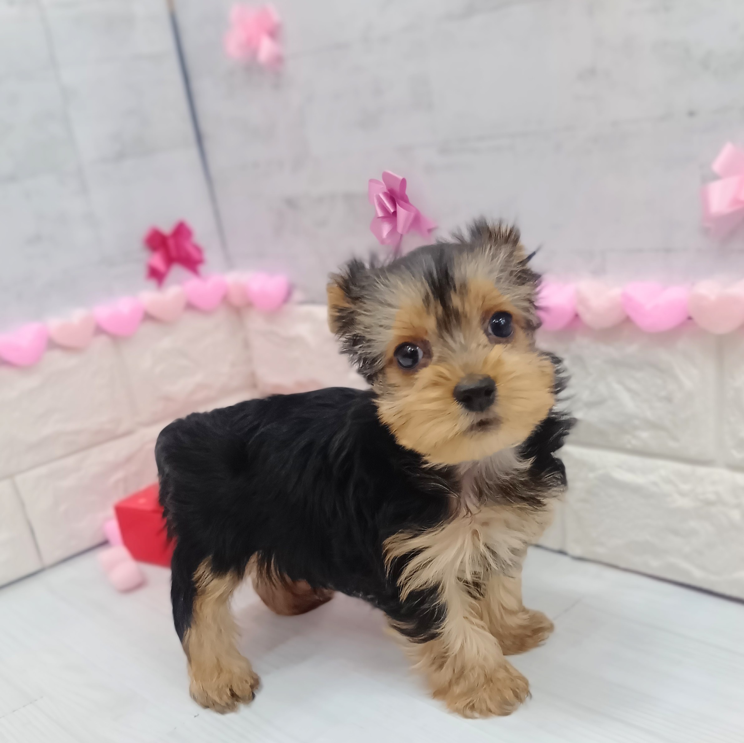 静岡県のヨークシャーテリア (犬の家＆猫の里プレ葉ウォーク浜北店/2025年12月2日生まれ/男の子/スチールブルータン)の子犬の2枚目の画像