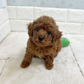 静岡県のトイプードル(トイ) (犬の家＆猫の里マークイズ静岡店/2025年12月2日生まれ/男の子/レッド)の子犬の2枚目の画像