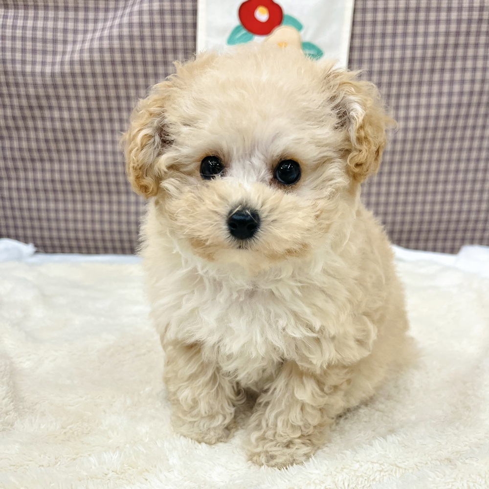 トイプードル女の子の写真