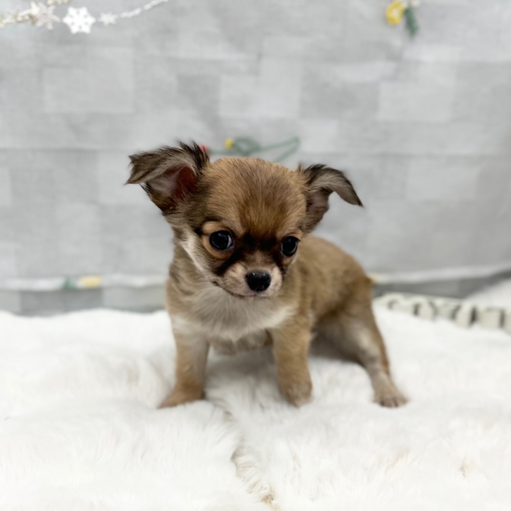 静岡県のチワワ(ロング) (犬の家＆猫の里MEGAドン・キホーテ袋井店/2025年11月30日生まれ/女の子/フォーン)の子犬の2枚目の画像