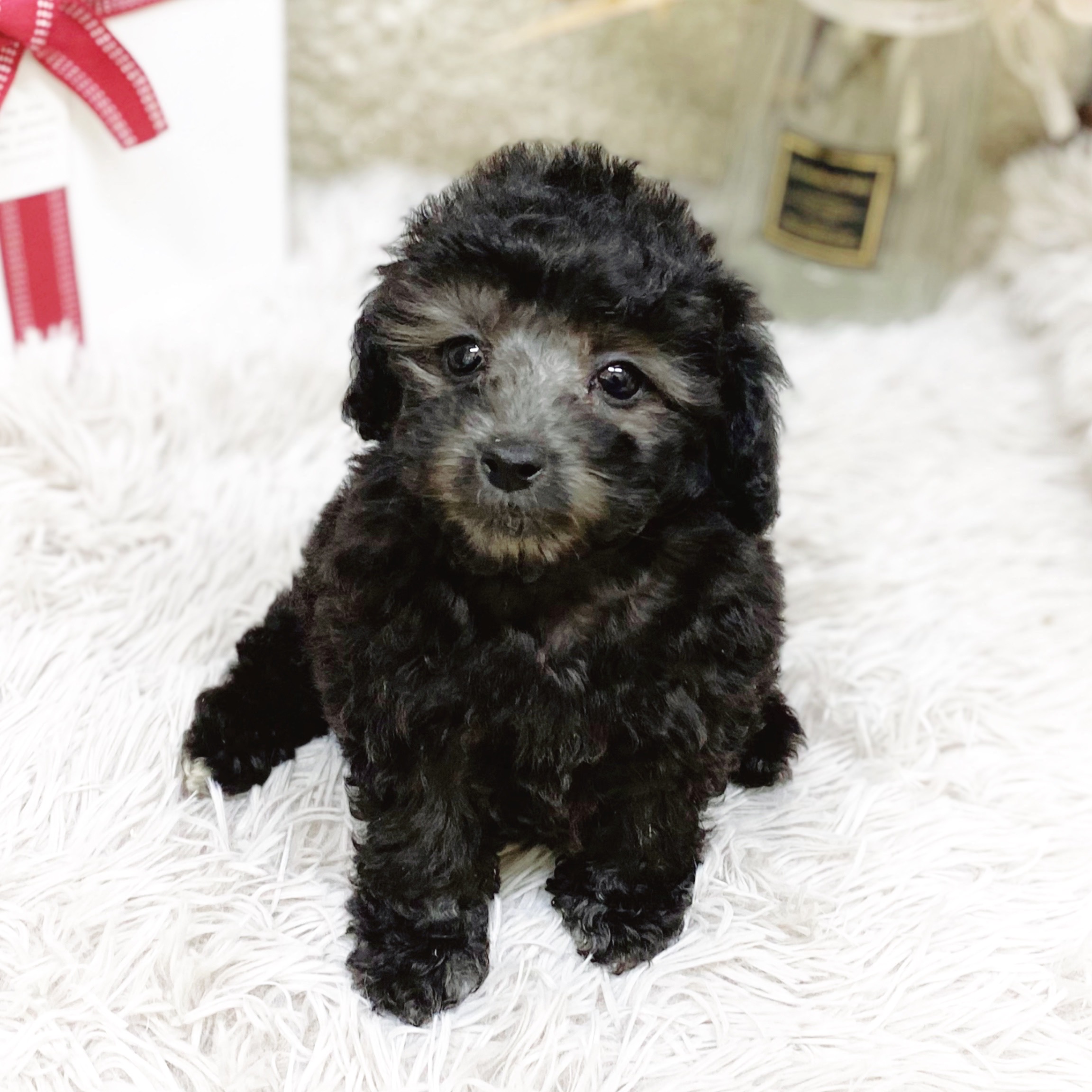 トイプードル女の子の写真