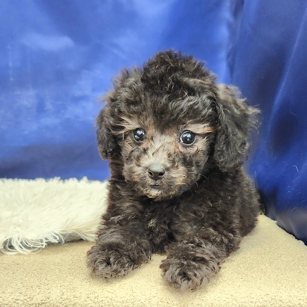 トイプードル女の子の写真