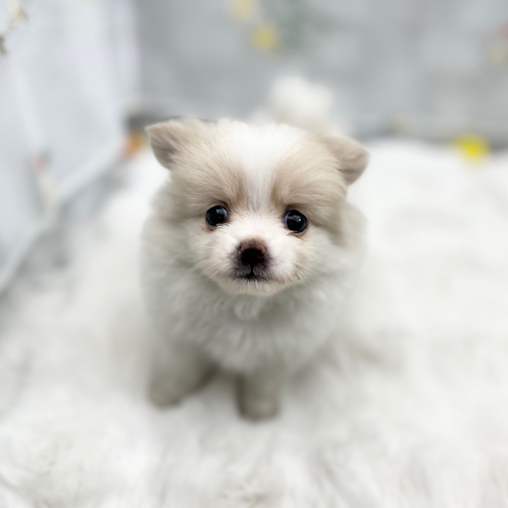 静岡県のポメチワ/チワポメ/ポメチー(ポメラニアン×チワワ) (犬の家＆猫の里MEGAドン・キホーテ袋井店/2025年12月1日生まれ/女の子/ホワイトクリーム)の子犬の2枚目の画像