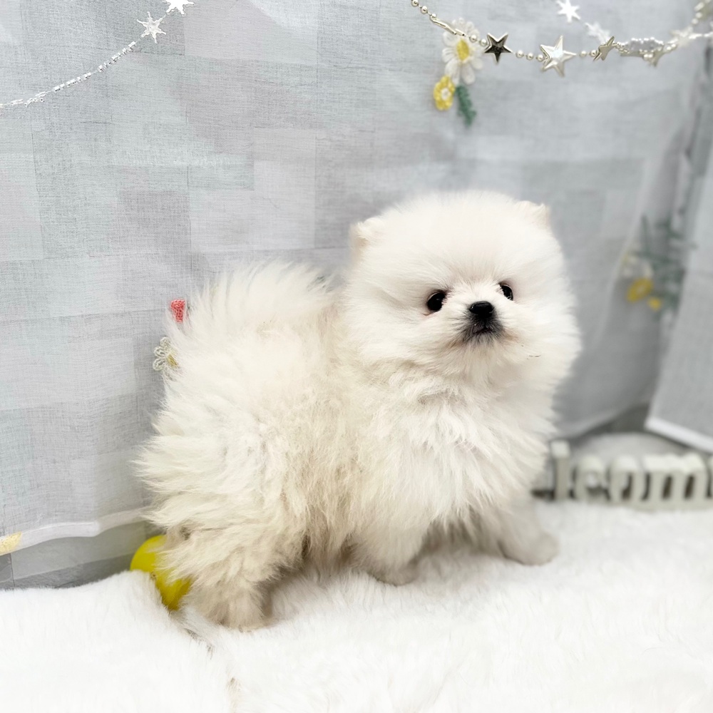 静岡県のポメラニアン (犬の家＆猫の里MEGAドン・キホーテ袋井店/2025年12月1日生まれ/男の子/クリーム)の子犬の2枚目の画像