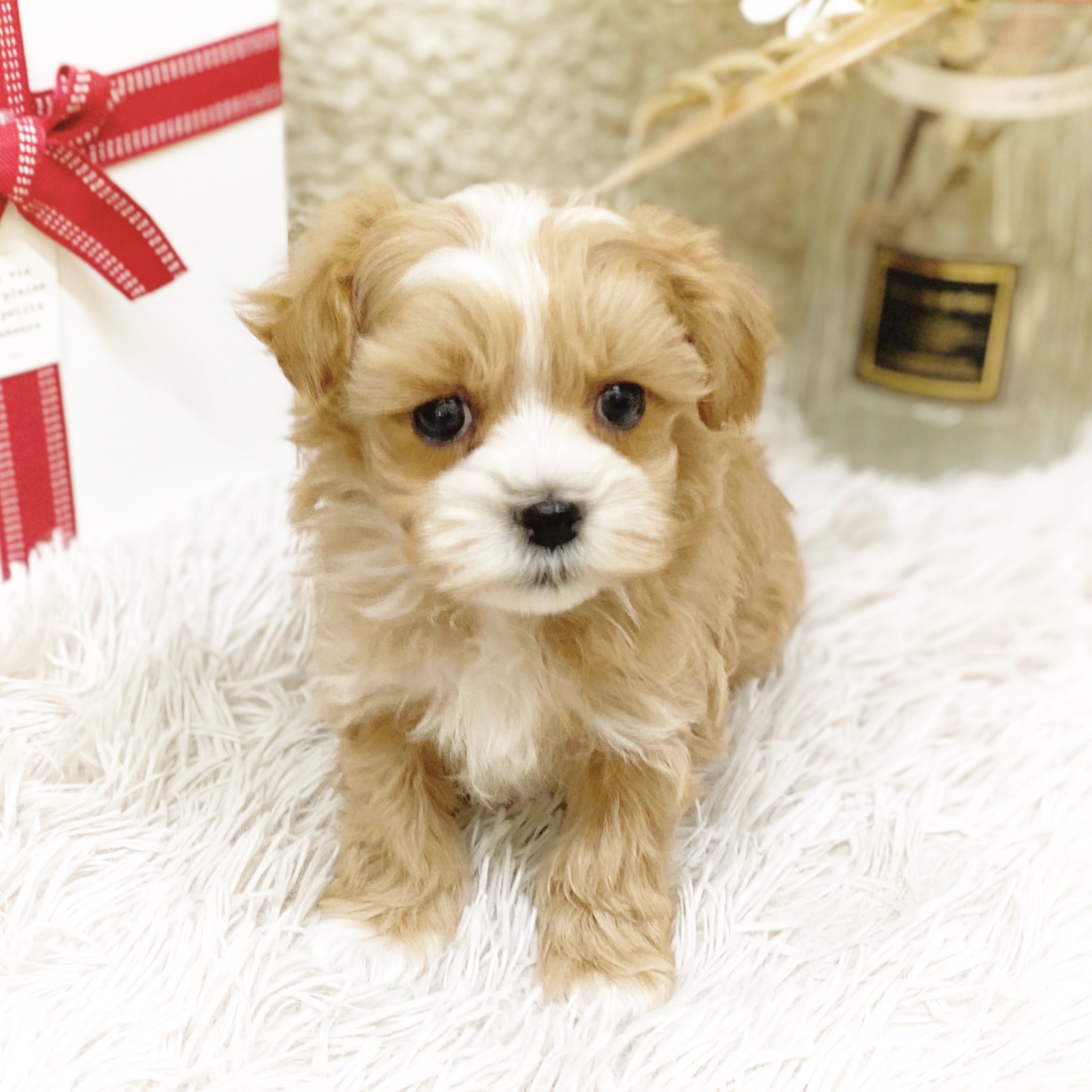 静岡県のマルプー(マルチーズ×プードル) (犬の家＆猫の里藤枝店/2025年11月30日生まれ/男の子/アプリコットホワイト)の子犬の2枚目の画像