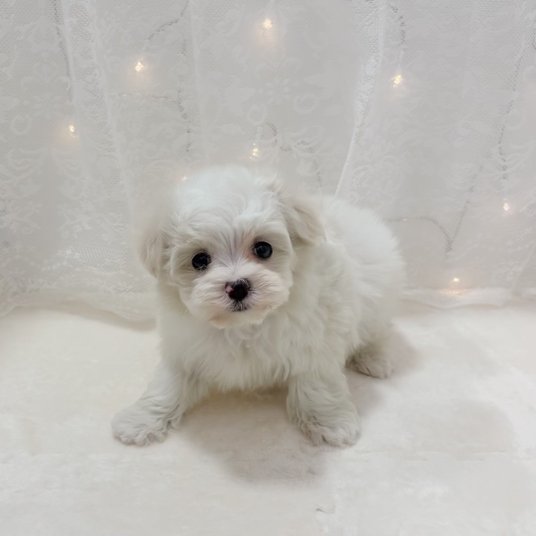 千葉県のマルチーズ (犬の家＆猫の里BIGHOPガーデンモール印西店/2025年11月30日生まれ/女の子/ホワイト)の子犬の2枚目の画像