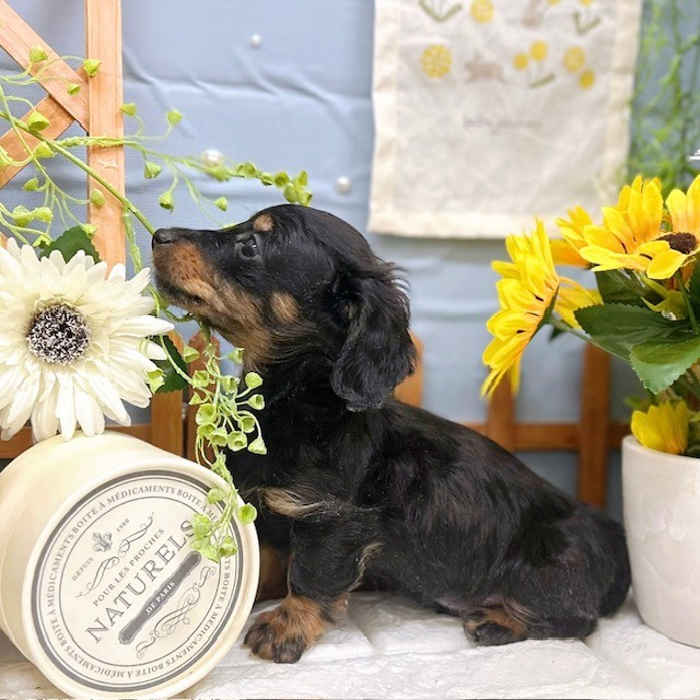 千葉県のミニチュアダックスフンド(ロング) (犬の家＆猫の里ワンズモール稲毛店/2025年12月1日生まれ/男の子/ブラックタン)の子犬の2枚目の画像