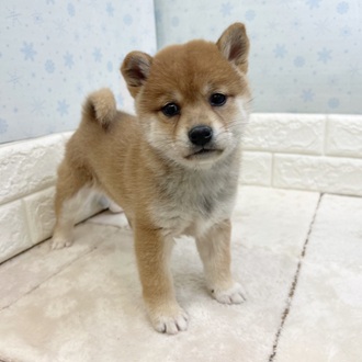 柴犬女の子の写真