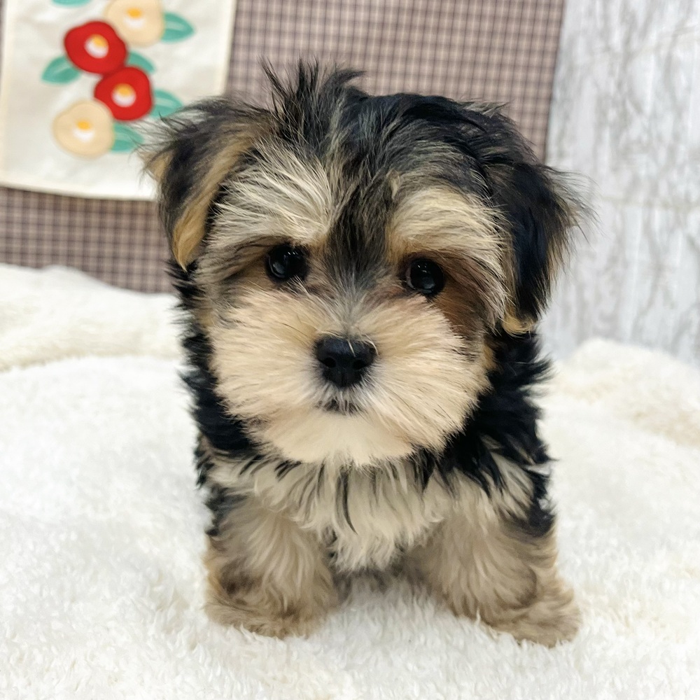 ハーフ犬男の子の写真