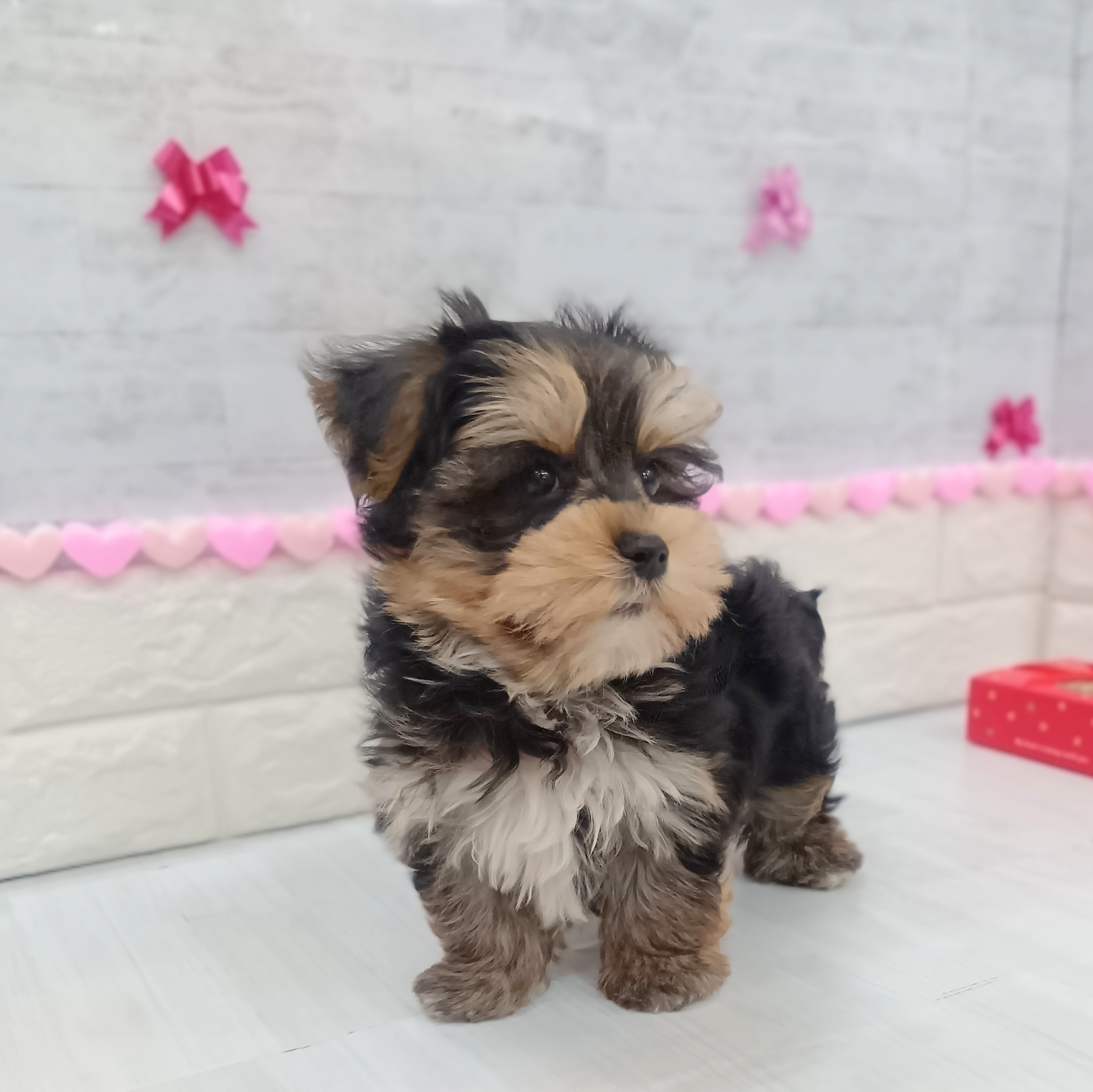 静岡県のマルキー/マルヨーキー(マルチーズ×ヨークシャーテリア) (犬の家＆猫の里プレ葉ウォーク浜北店/2025年11月27日生まれ/男の子/スチールブルータン)の子犬の2枚目の画像