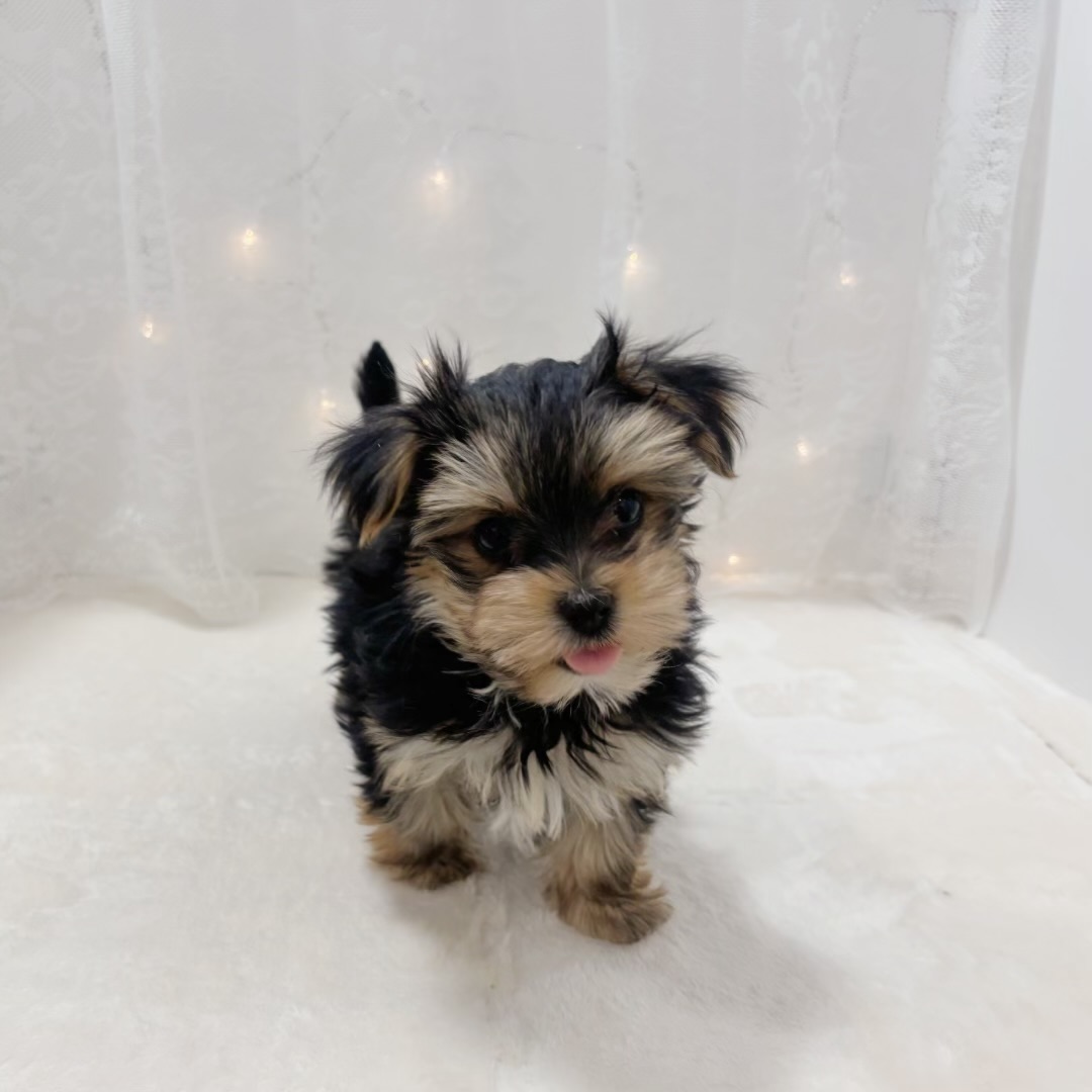 千葉県のマルキー/マルヨーキー(マルチーズ×ヨークシャーテリア) (犬の家＆猫の里BIGHOPガーデンモール印西店/2025年11月27日生まれ/男の子/スチールブルータン)の子犬の2枚目の画像