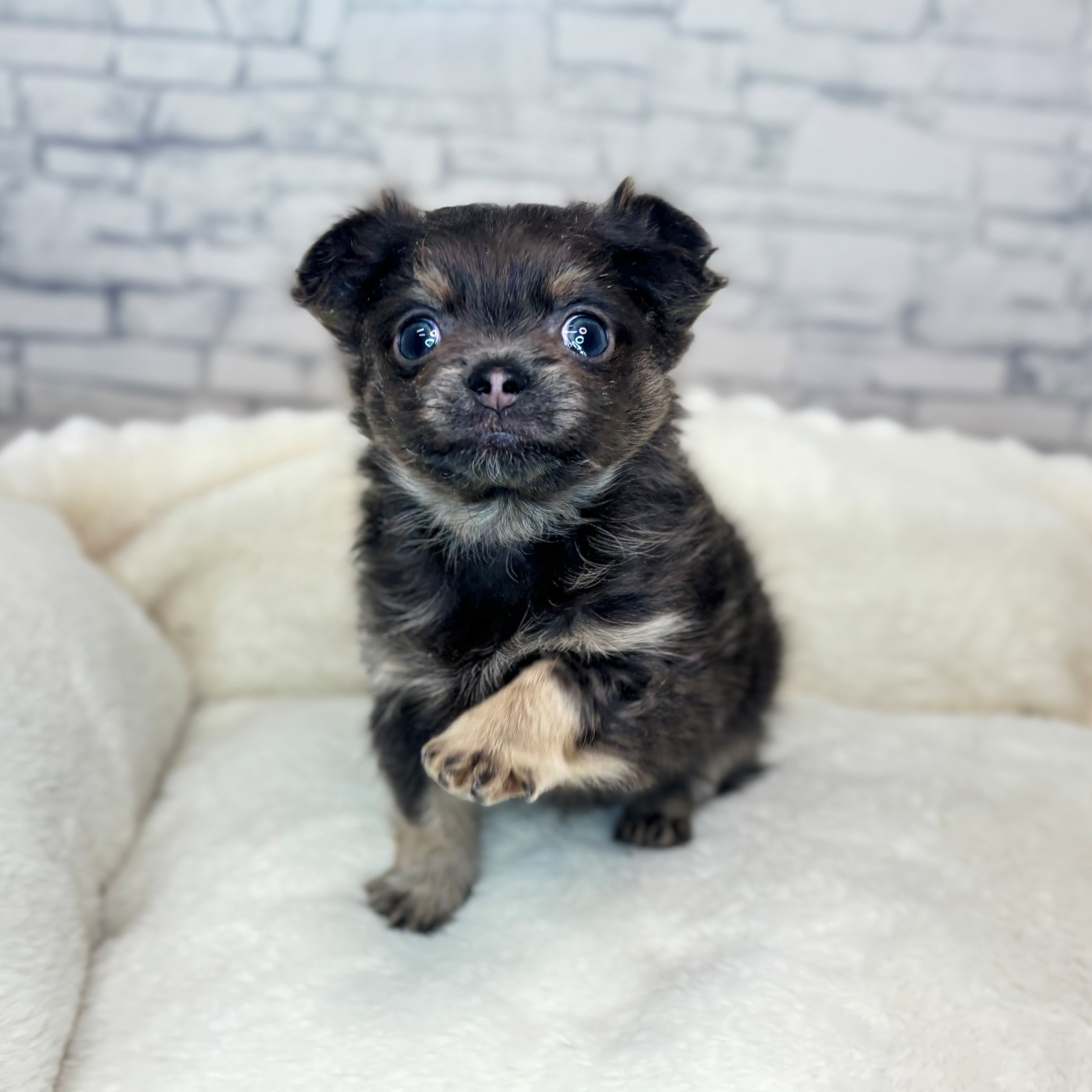 長野県のポメチワ/チワポメ/ポメチー(ポメラニアン×チワワ) (犬の家＆猫の里長野店/2025年12月2日生まれ/男の子/ブルークリーム)の子犬の2枚目の画像