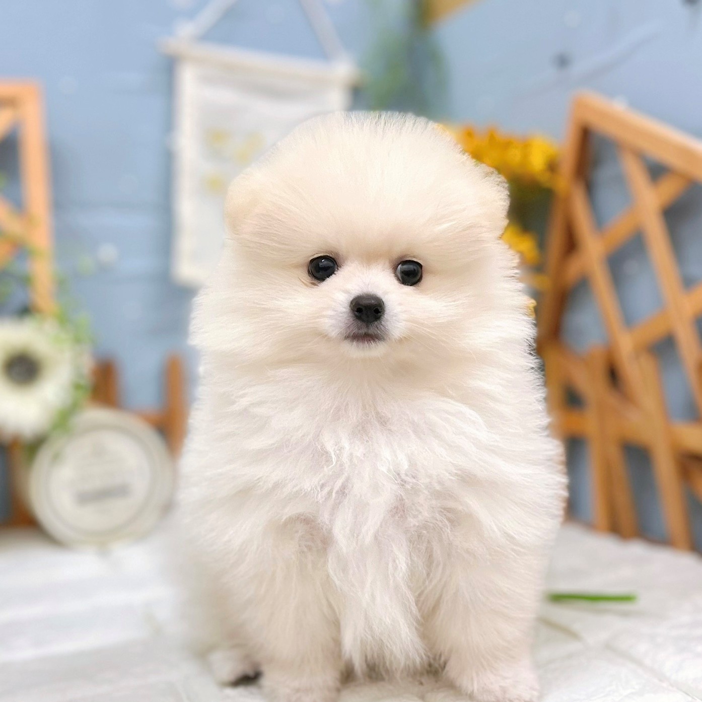 ポメラニアン男の子の写真