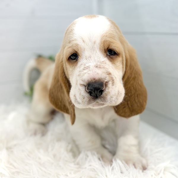 愛知県のバセットハウンド (犬の家＆猫の里豊田店/2025年11月28日生まれ/男の子/レモンホワイト)の子犬の2枚目の画像