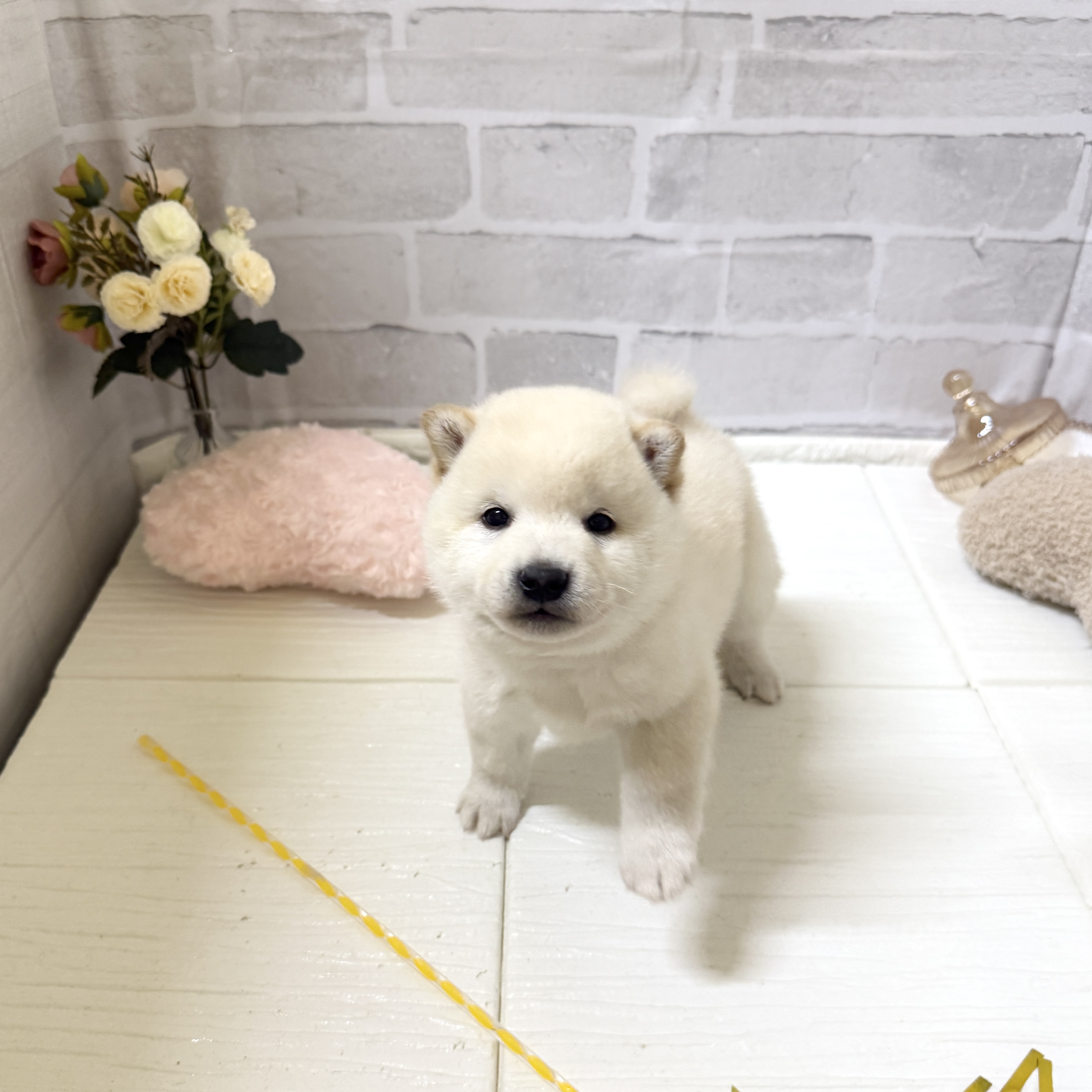 柴犬男の子の写真