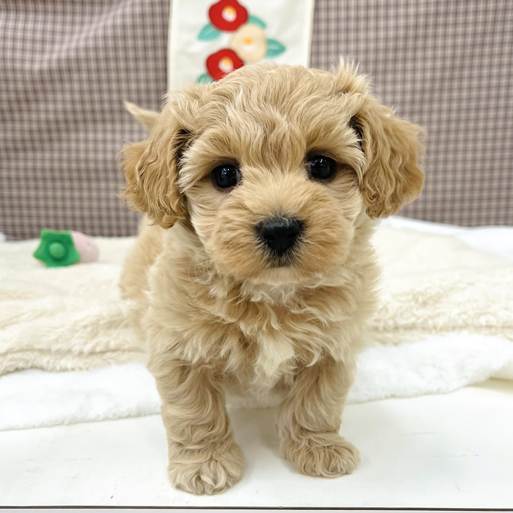 ハーフ犬女の子の写真