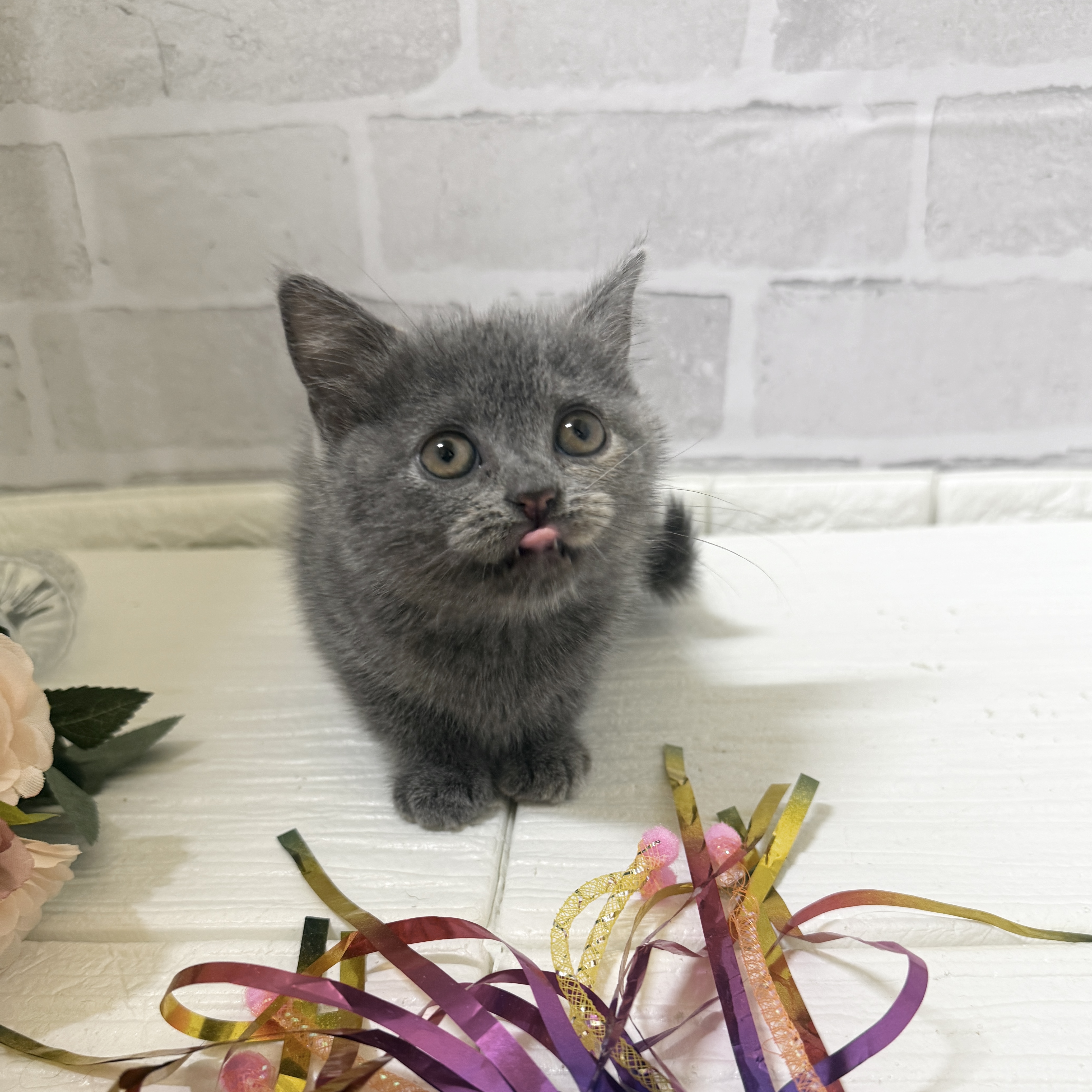 愛知県のブリティッシュショートヘアー (犬の家＆猫の里岡崎店/2025年11月30日生まれ/女の子/ブルークリーム)の子猫の2枚目の画像