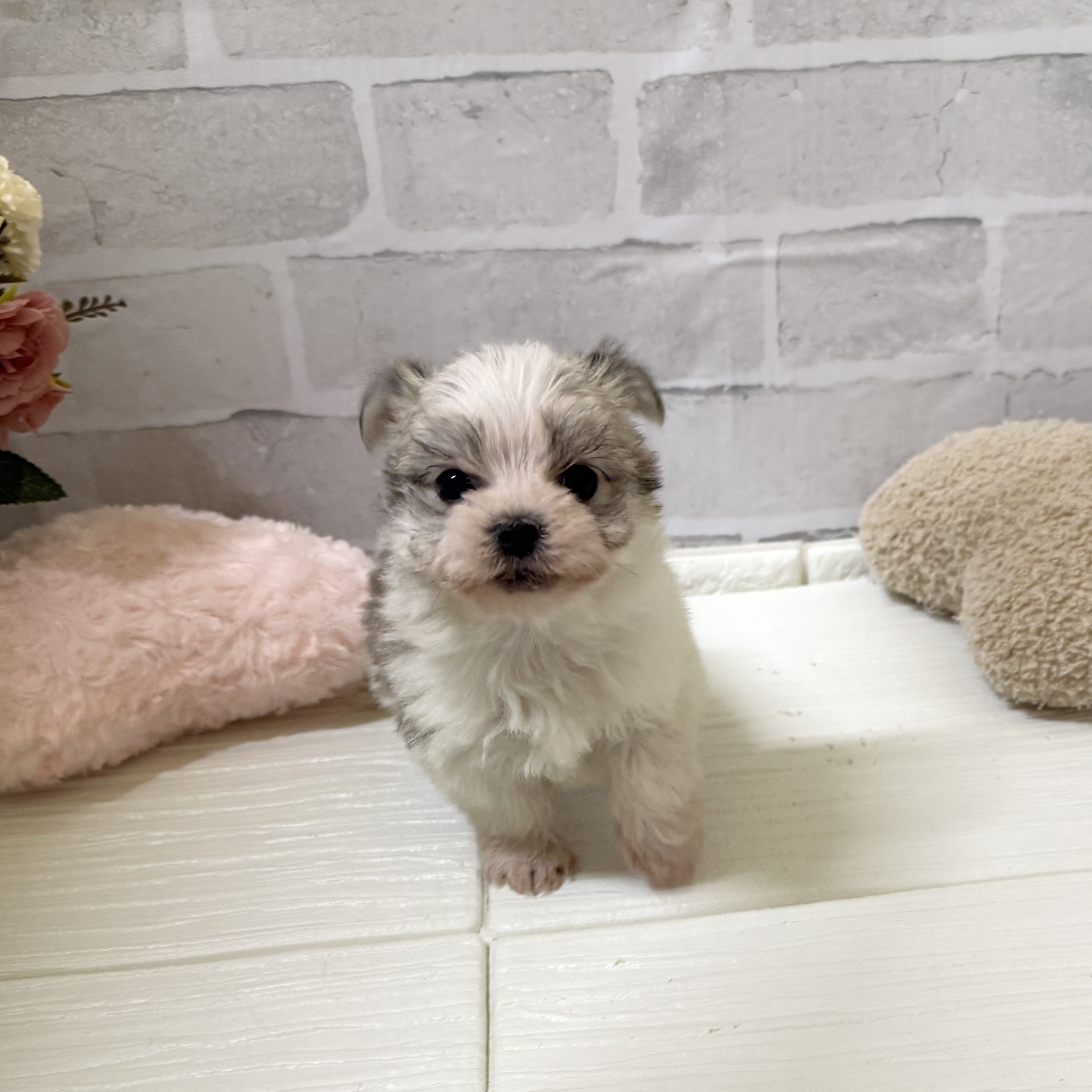 ハーフ犬男の子の写真