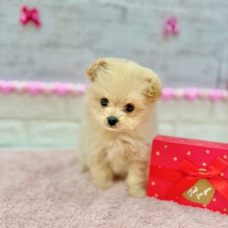 静岡県のポメプー(ポメラニアン×プードル) (犬の家＆猫の里プレ葉ウォーク浜北店/2025年11月30日生まれ/男の子/クリーム)の子犬の1枚目の画像