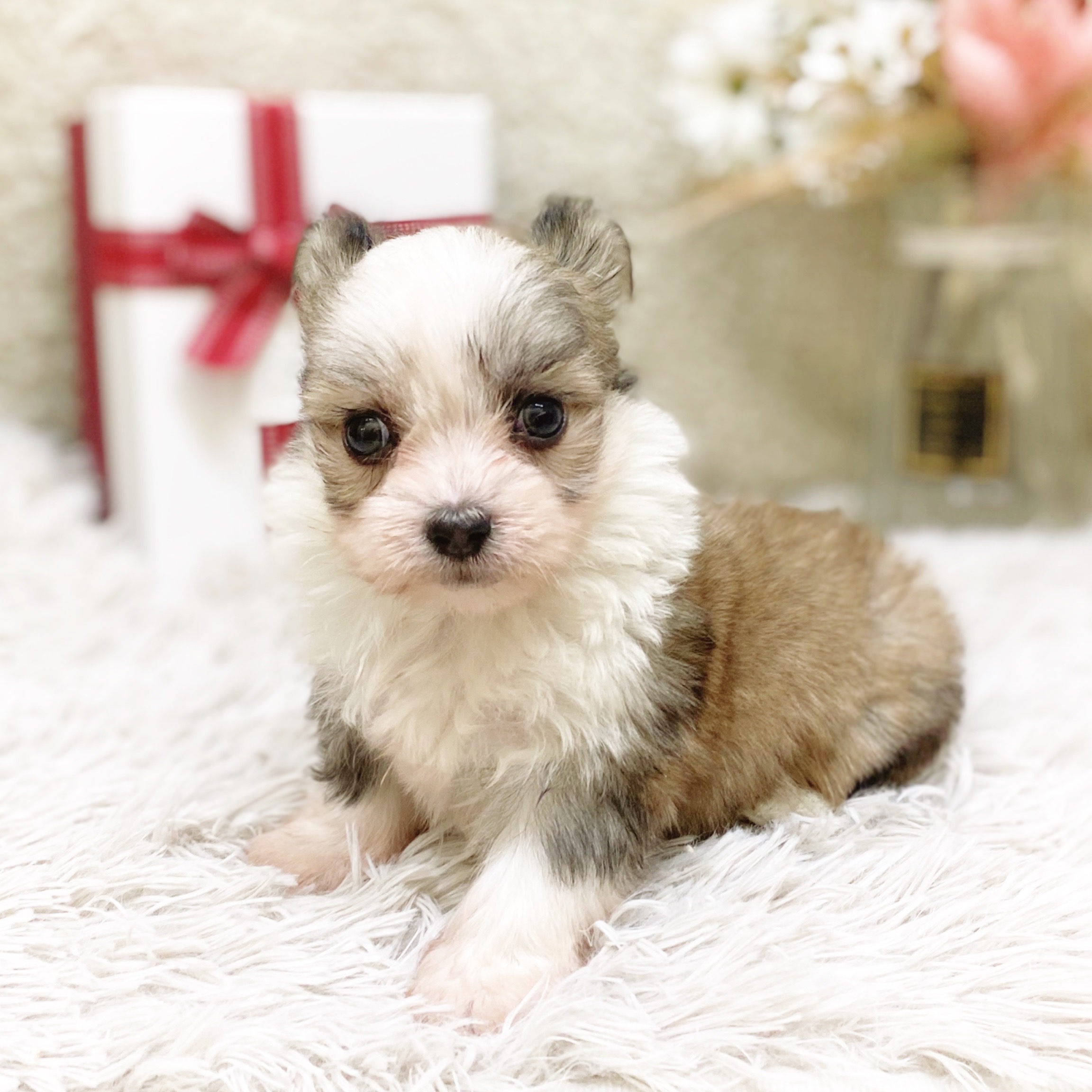 静岡県のチワマル/マルチワ(チワワ×マルチーズ) (犬の家＆猫の里藤枝店/2025年12月1日生まれ/男の子/パーティーカラー)の子犬の2枚目の画像