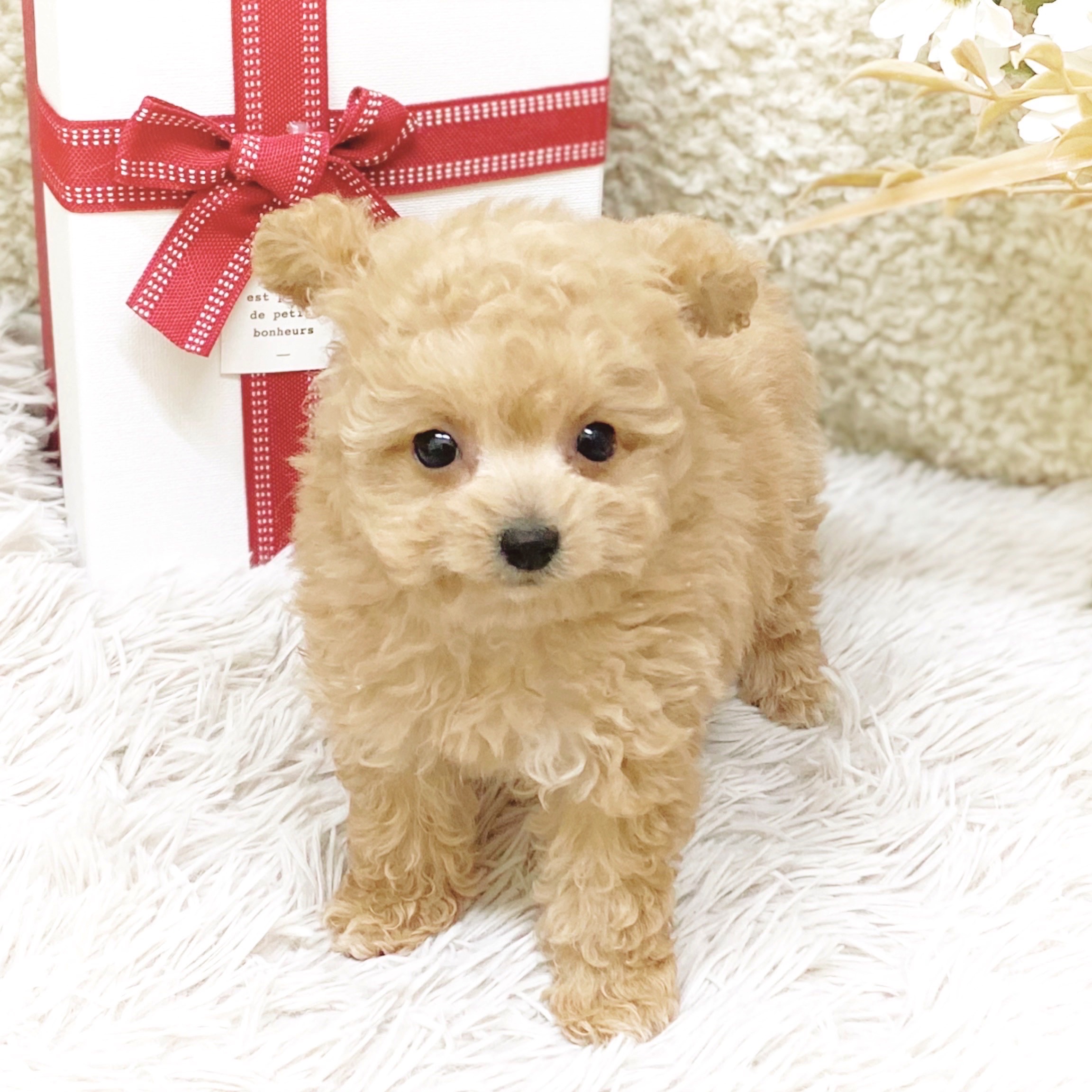 静岡県のビションプー(ビションフリーゼ×プードル) (犬の家＆猫の里藤枝店/2025年12月1日生まれ/女の子/アプリコット)の子犬の2枚目の画像