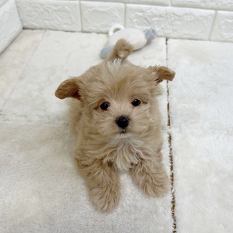 静岡県のビションプー(ビションフリーゼ×プードル) (犬の家＆猫の里マークイズ静岡店/2025年12月1日生まれ/女の子/アプリコット)の子犬の2枚目の画像