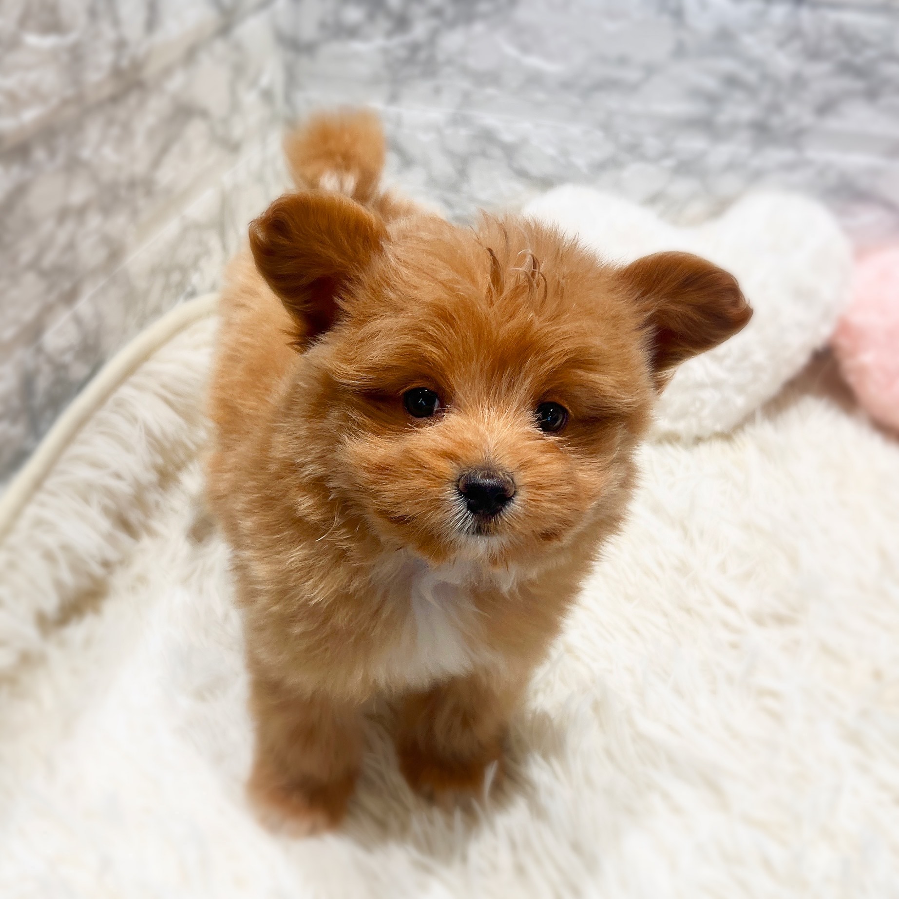 愛知県のポメプー(ポメラニアン×プードル) (犬の家＆猫の里MiO香久山店/2025年12月1日生まれ/女の子/アプリコット)の子犬の2枚目の画像