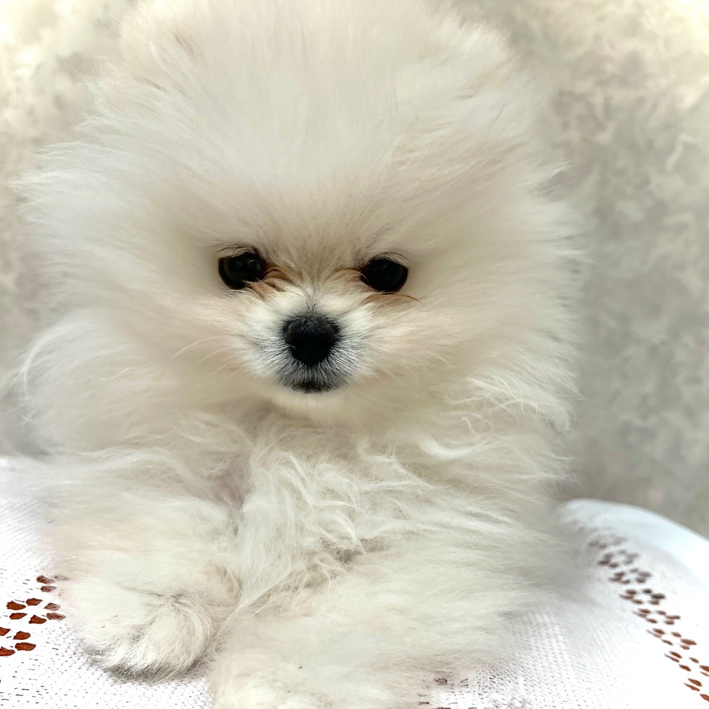 福岡県のポメラニアン (犬の家＆猫の里くりえいと宗像店/2025年11月30日生まれ/女の子/ホワイト)の子犬の2枚目の画像