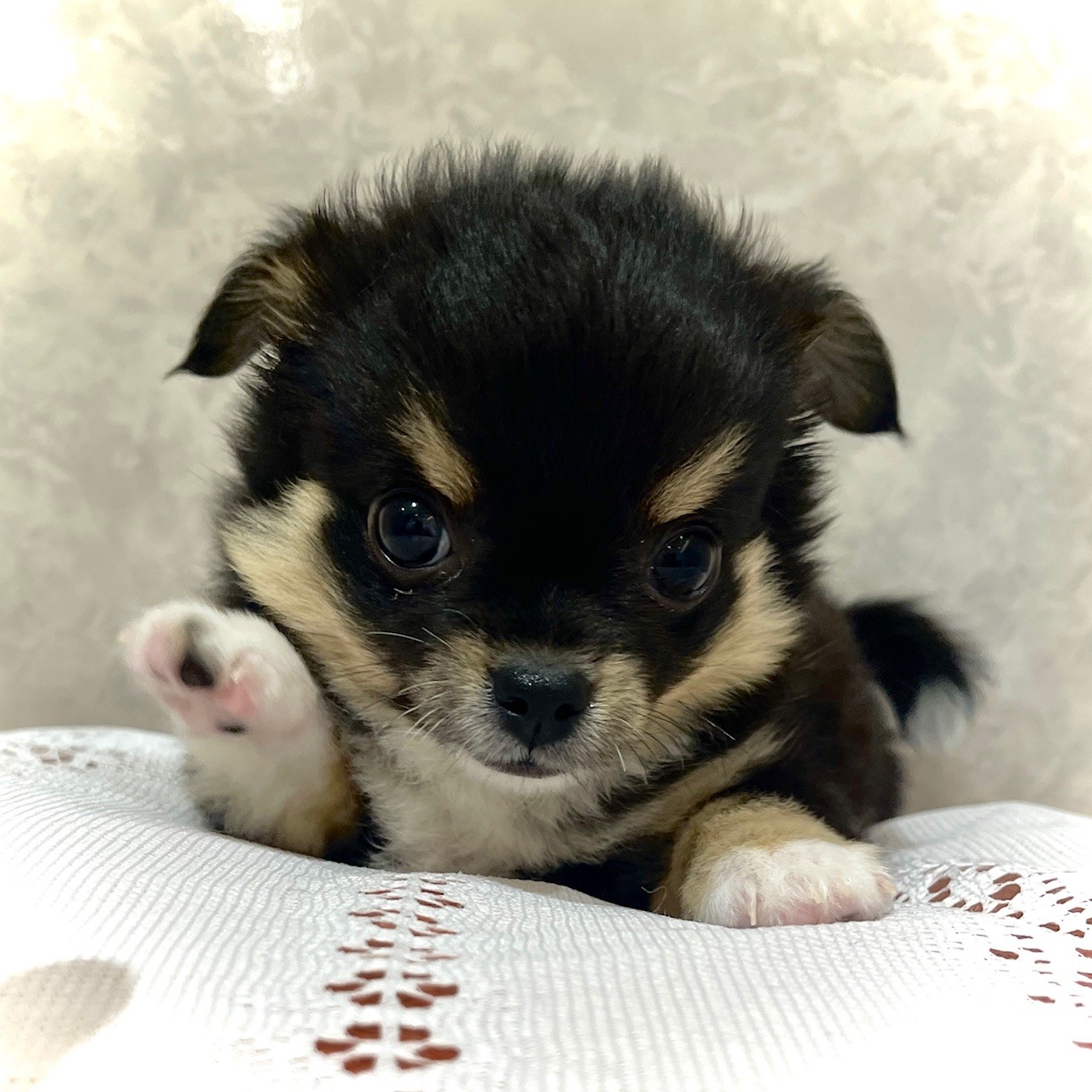 福岡県のチワワ(ロング) (犬の家＆猫の里くりえいと宗像店/2025年12月1日生まれ/男の子/ブラック、タン＆ホワイト＆ホワイト)の子犬の2枚目の画像