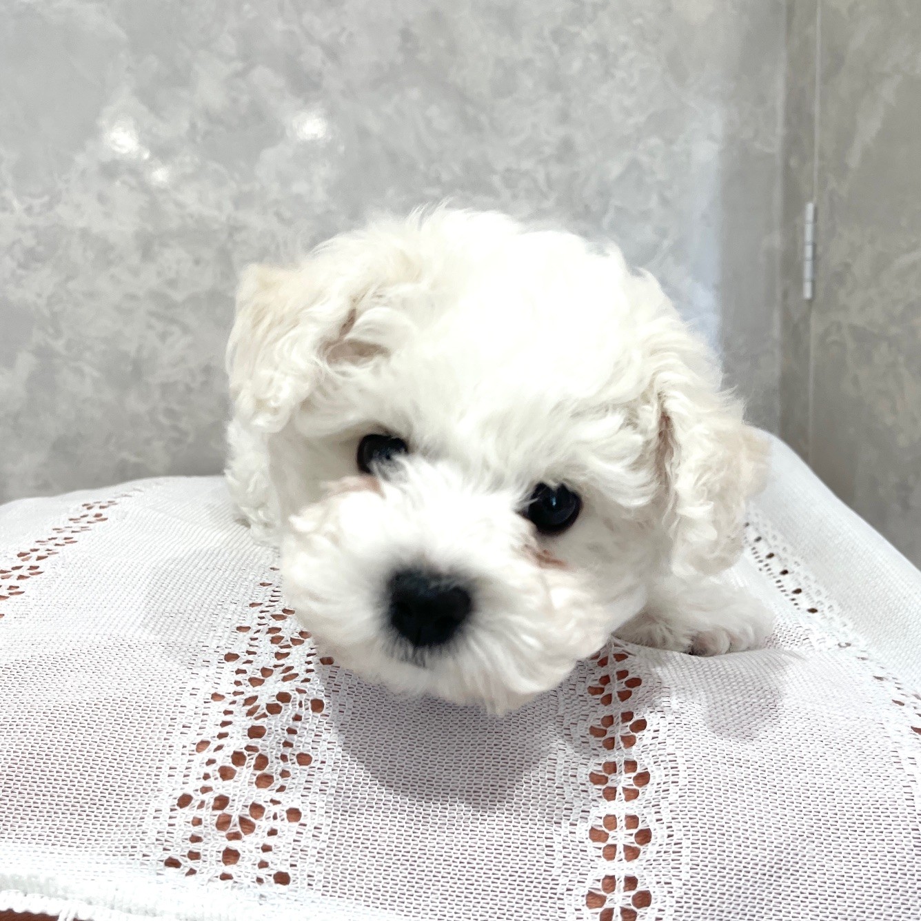 福岡県のビションフリーゼ (犬の家＆猫の里くりえいと宗像店/2025年12月1日生まれ/男の子/ホワイト)の子犬の2枚目の画像