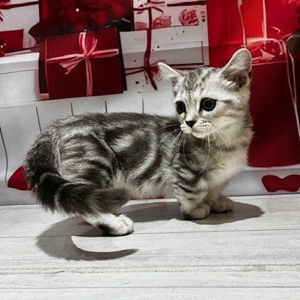 福岡県のマンチカン (犬の家＆猫の里トリアス久山店/2025年11月30日生まれ/男の子/シルバータビー)の子猫の2枚目の画像