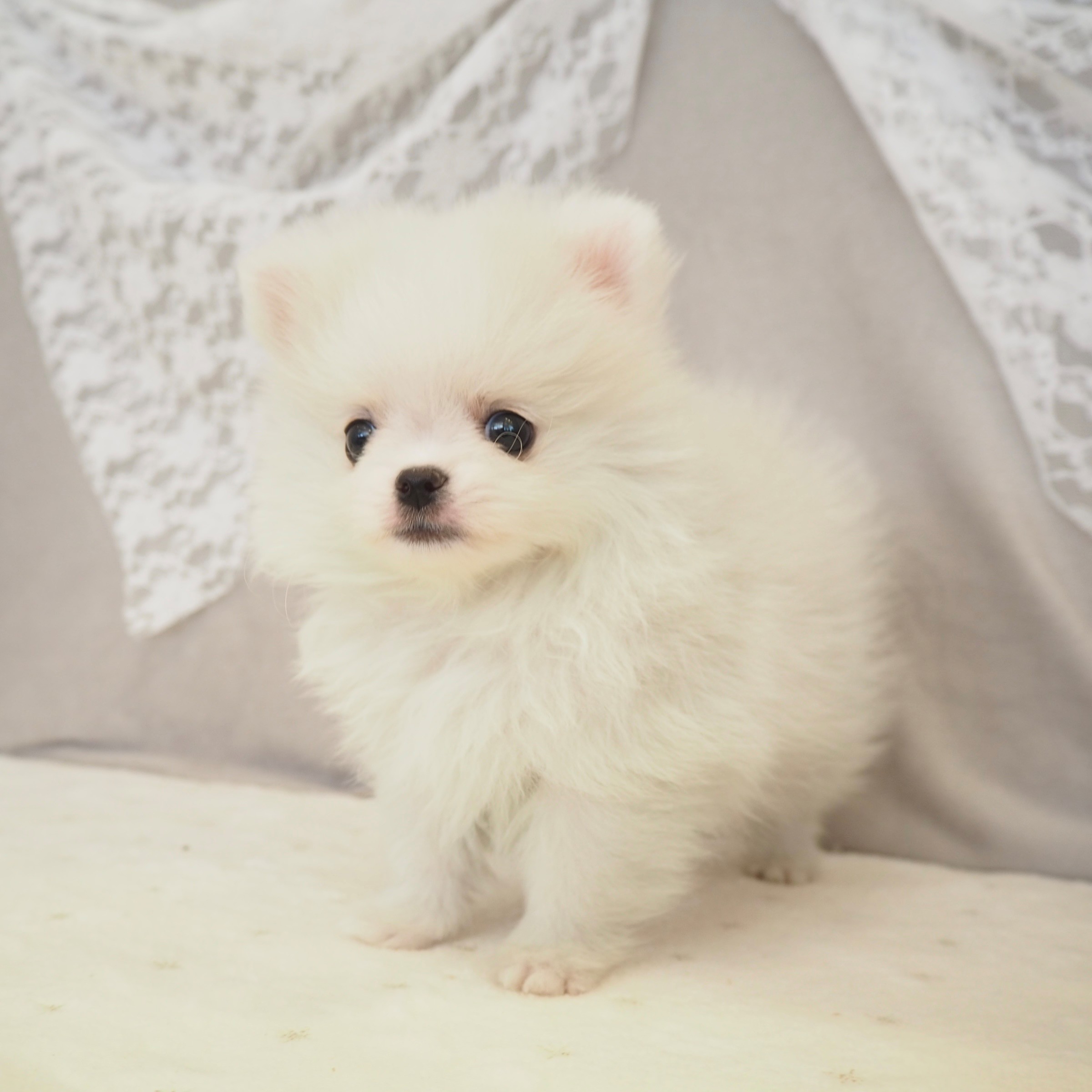 大阪府のポメチワ/チワポメ/ポメチー(ポメラニアン×チワワ) (犬の家＆猫の里もりのみやキューズモールBASE店/2025年11月25日生まれ/男の子/クリームホワイト)の子犬の2枚目の画像