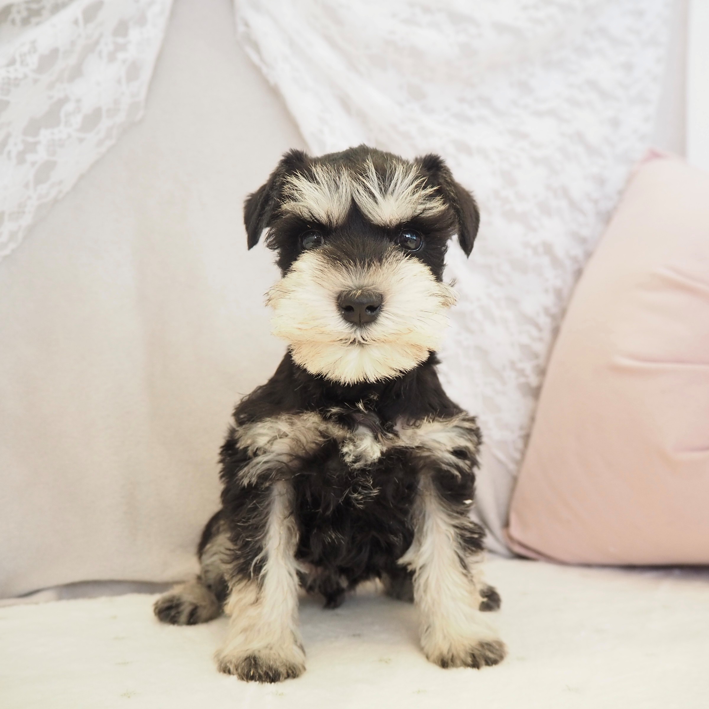 ミニチュアシュナウザー女の子の写真