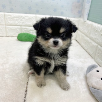 静岡県のポメチワ/チワポメ/ポメチー(ポメラニアン×チワワ) (犬の家＆猫の里マークイズ静岡店/2025年12月2日生まれ/女の子/ブラックタンホワイト)の子犬の2枚目の画像