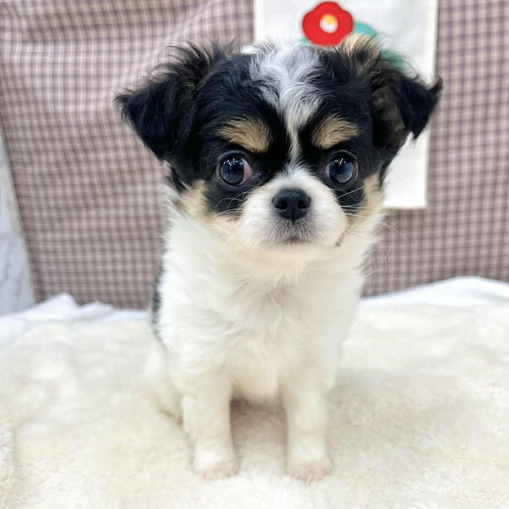 チワワ(ロング)女の子の写真